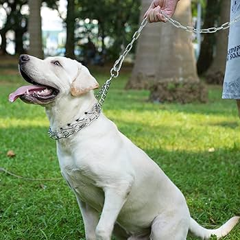 Labrador blanco con collar de cadena Tibet