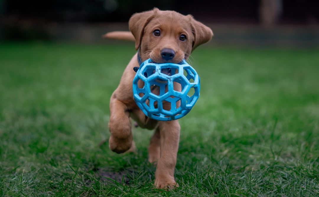 Cachorro labrador corriendo con pelota de juguete Tibet