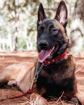 Pastor belga malinois con collar rojo Tibet en entrenamiento
