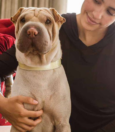 Shar Pei con collar dorado de Tibet
