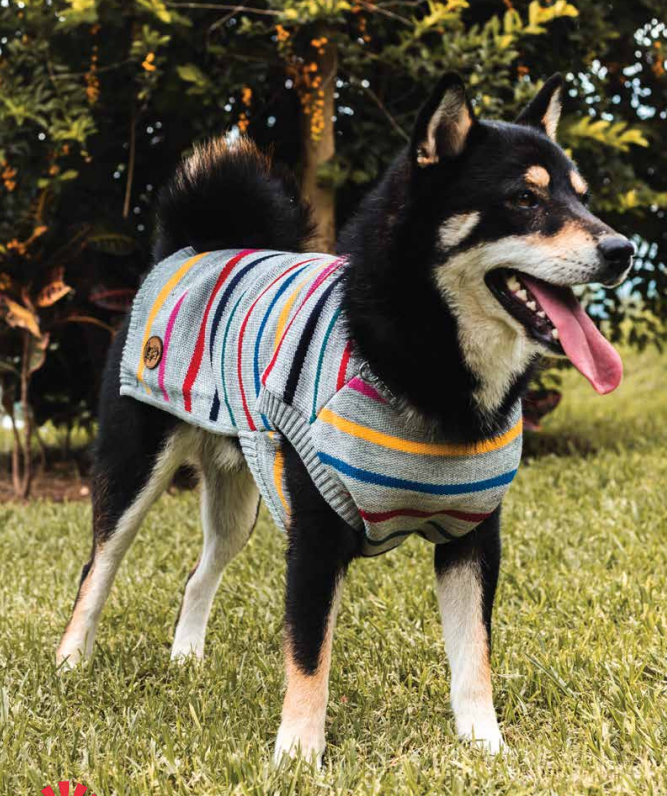 Perro Shiba Inu con suéter tejido a rayas multicolor de Tibet