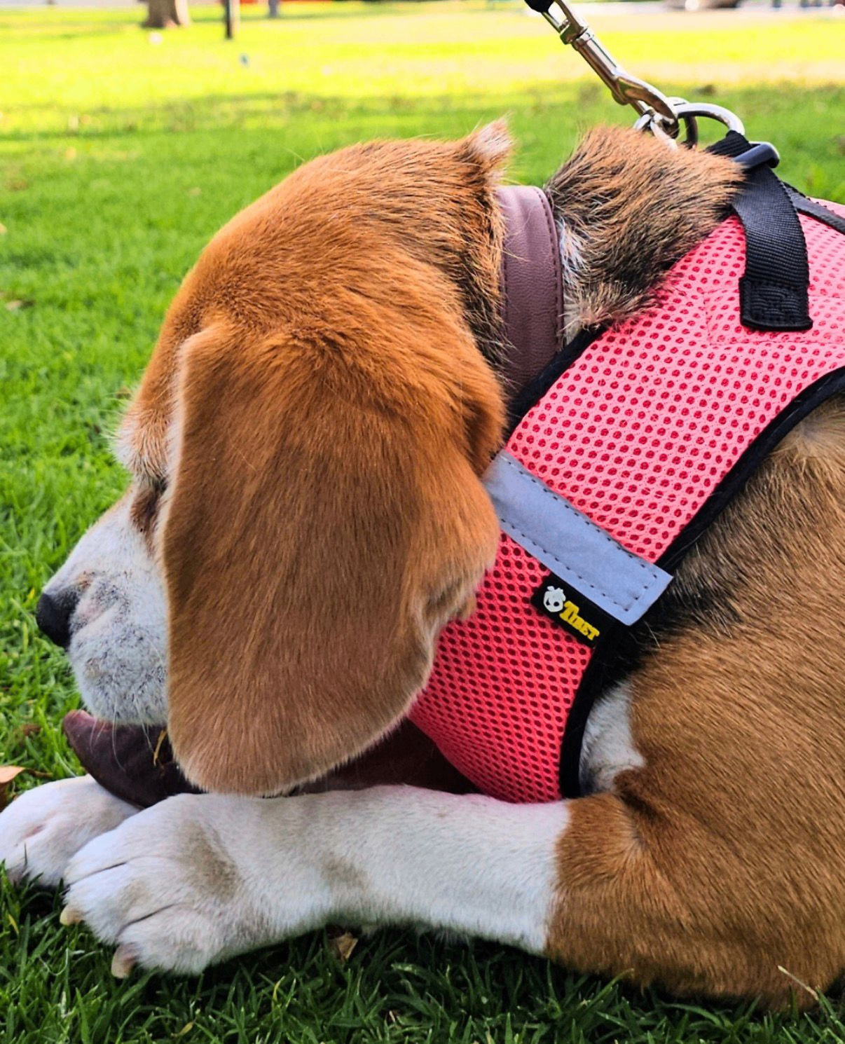 Beagle con pechera rosa Tibet