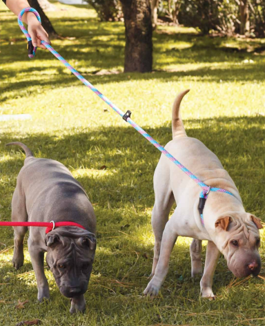 Dos perros paseando con correas Tibet en el parque