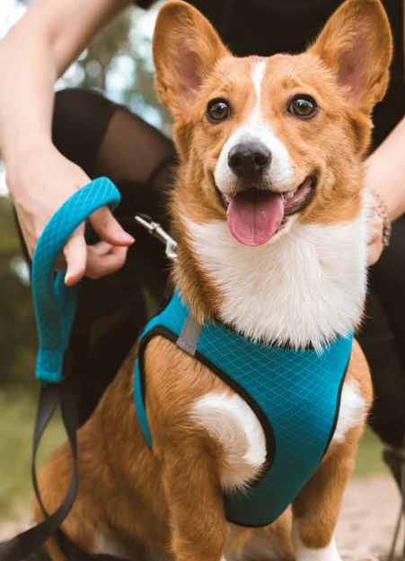 Corgi con pechera turquesa y correa Tibet